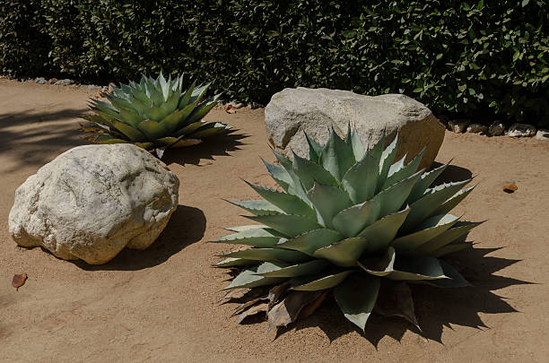 Blue Agave along with smooth boulders and small brown gravel in desert style xeriscaping