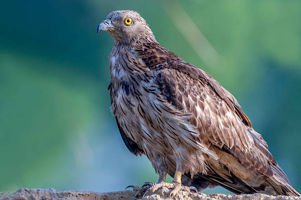 istock beautiful closeup of crested honey buzzard 2259199329