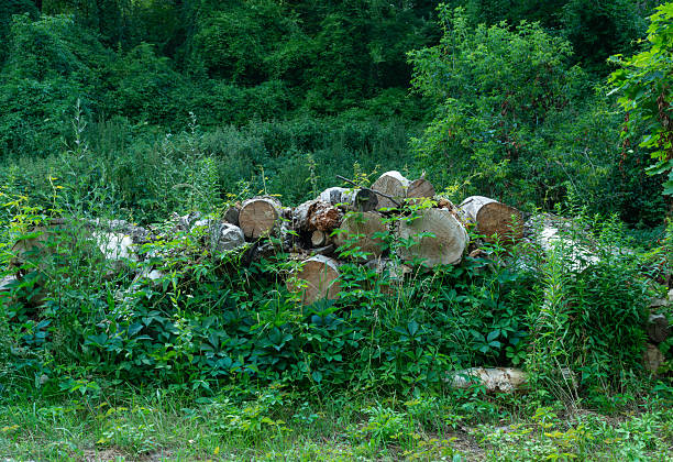Pile of freshly cut birch logs in a lush forest clearing, surrounded by stinging nettle and dense undergrowth. Natural texture, forestry work, and sustainability concept with rich summer greenery.