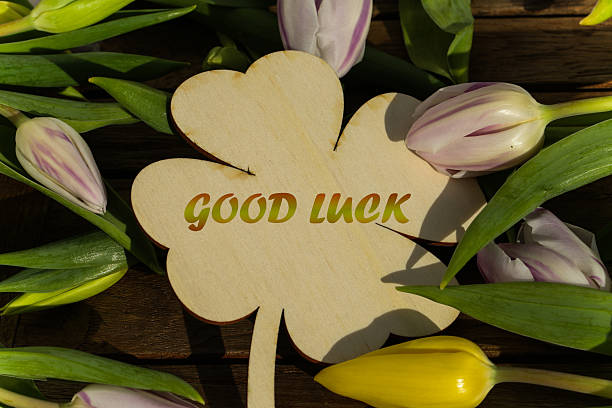 White clover leaf with tulips on wooden background, spring and good luck concept
