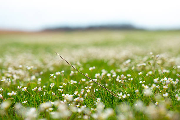A vast chamomile field stretches across the landscape under an overcast sky. The green grass and small white flowers create a calm and serene atmosphere.