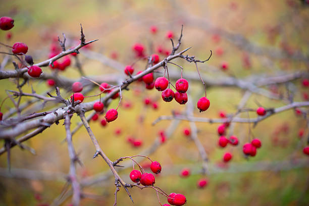 Bright red barberry fruit clings to slender branches against a backdrop of soft autumn colors. This striking scene captures the beauty of nature and seasonal change.