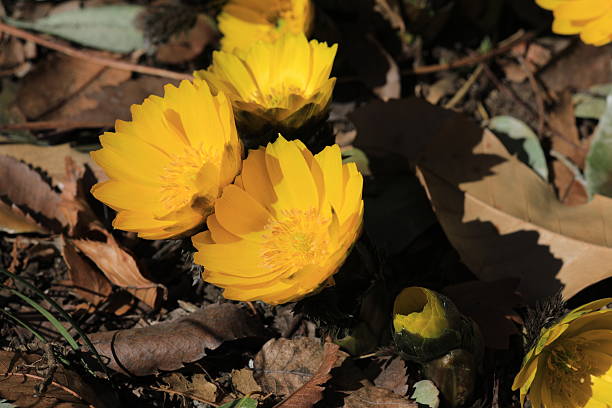 There were some Adonis flowers growing in a flowerbed in a metropolitan park.