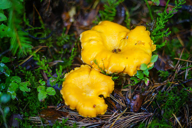 false chanterelle