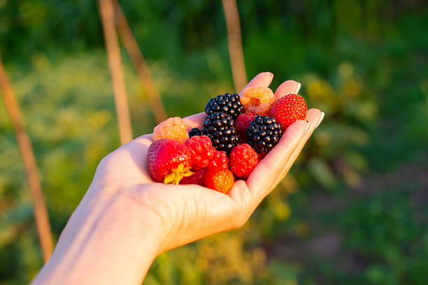 Red blackberry growing in nature during summer in Gelderland, The Netherlands.