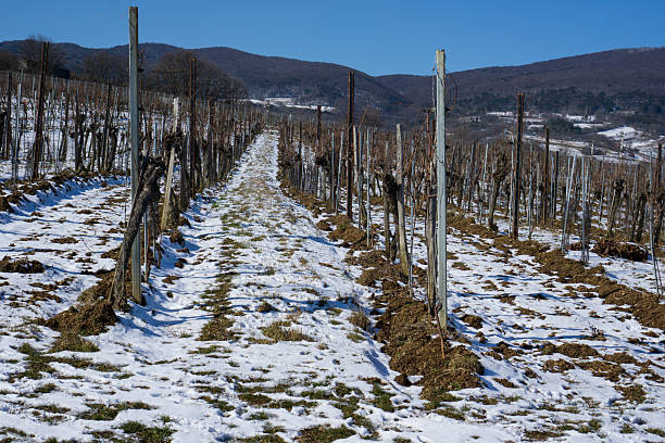 This serene image depicts a vineyard blanketed in snow during winter, showcasing the stark beauty of dormant vines against a crisp, white landscape. The contrast between the dark, twisted branches and the soft snow creates a peaceful and picturesque scene. Ideal for projects related to wine production, seasonal landscapes, or agricultural themes, this image captures the quiet charm of vineyards in the off-season. It highlights the resilience of nature and the cyclical rhythms of grape growing, reminding viewers of the hard work that goes into winemaking. This stunning portrayal invites contemplation of the vineyard's transformation throughout the seasons, making it a perfect fit for themes centered around nature, agriculture, and the beauty of winter.