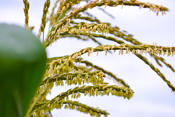 Corn inflorescence displays numerous stamens reaching toward the sky, surrounded by lush green leaves, showcasing nature's beauty on a cloudy day.