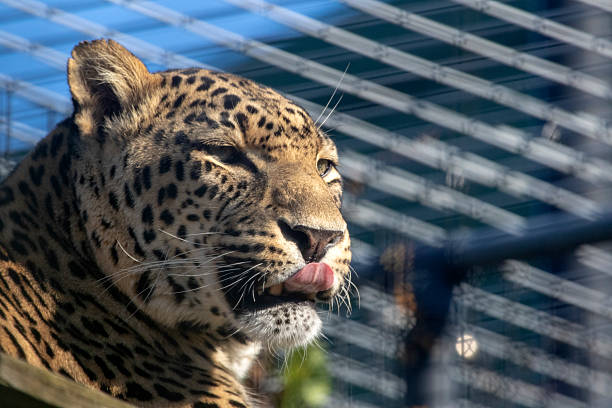 Portrait of a leopard lying partially in the shadow. Late afternoon sun highlights his figure against the shadows. Characteristic patterns and textures a of fur are clearly visible.