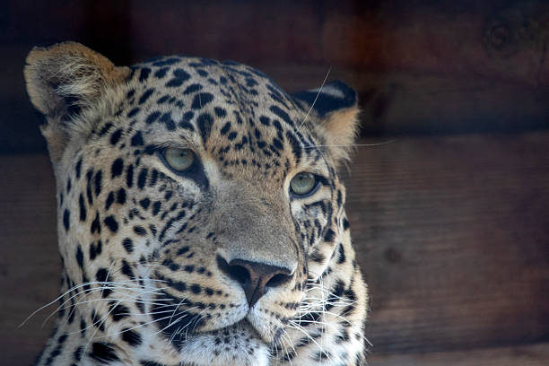 Close-up portrait of a Leopard in South Africa
