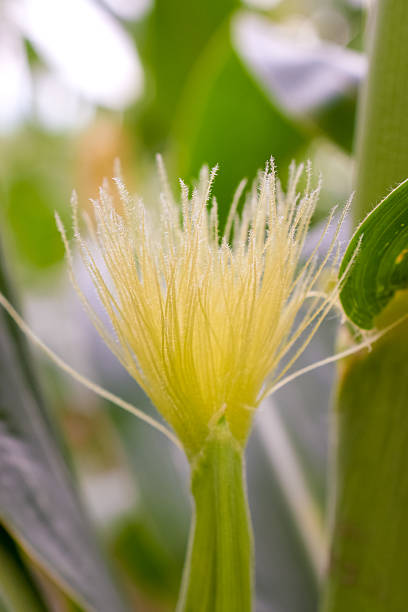 Green corn leaves, blue sky in the background, agricultural background