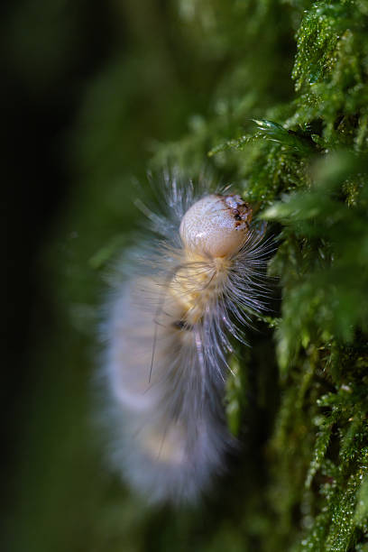 Hairy pale tussock moth caterpillar Calliteara pudibunda crawling on moss in a humid forest in the Apuseni Mountains