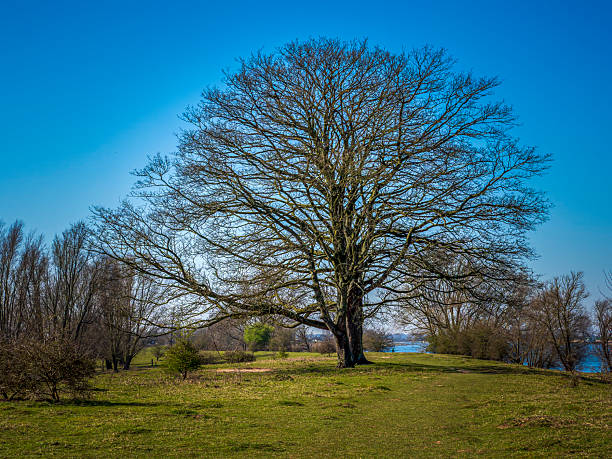 Old bare tree standing prominently on a grassy hill under a clear blue sky, overlooking a tranquil river landscape in IJsselstein, Utrecht, Netherlands