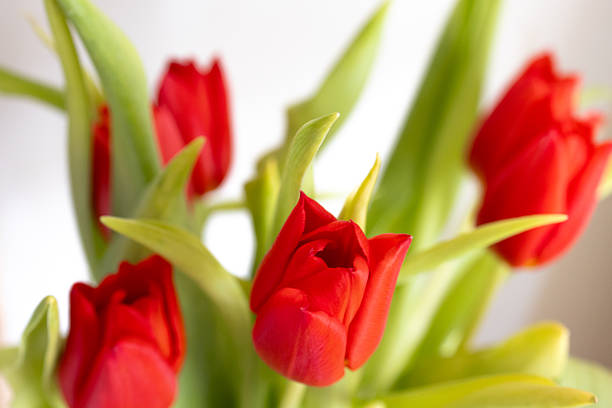 Close-up of a red tulip with green leaves on a white background, photographed with shallow depth of field. Minimalist floral image expressing spring freshness, elegance, and natural beauty.