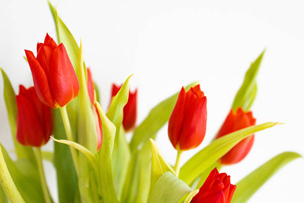 Close-up of a red tulip with green leaves on a white background, photographed with shallow depth of field. Minimalist floral image expressing spring freshness, elegance, and natural beauty.