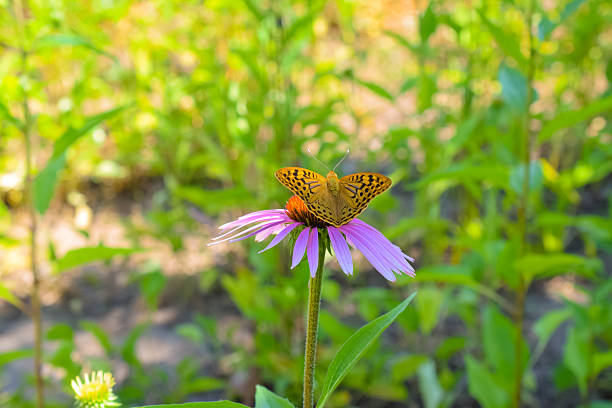 Argynnis paphia