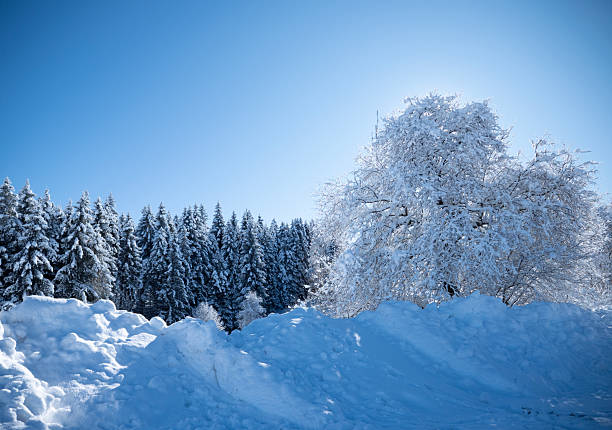 Snowy forest in winter on the mountain