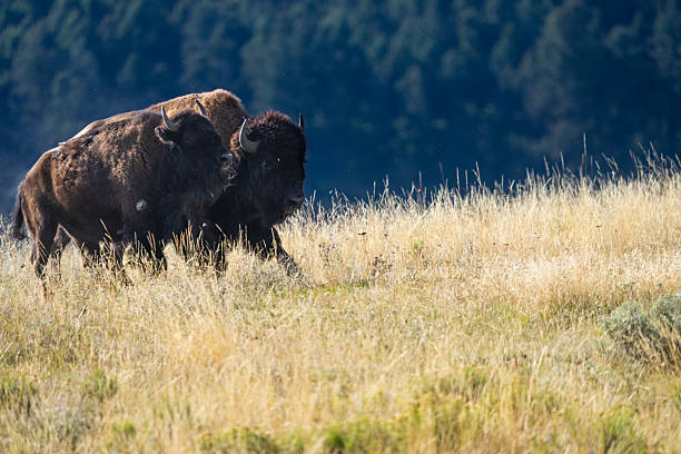 A bull and cow Bison, Bison bison, walking in a meadow in the mountains of Yellowstone National Park.