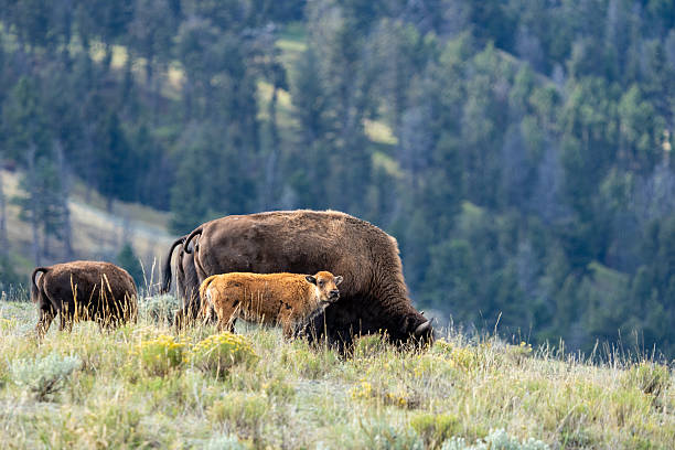 A calf Bison, Bison bison, next to its mother in a meadow in the mountains of Yellowstone National Park.