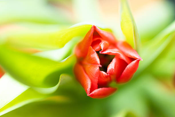 Macro close-up of a red tulip bud surrounded by bright green leaves, captured with shallow depth of field. Vivid spring colors, soft light, and natural floral beauty.