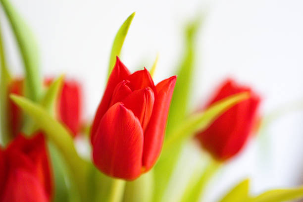 Close-up of a red tulip with green leaves on a white background, photographed with shallow depth of field. Minimalist floral image expressing spring freshness, elegance, and natural beauty.