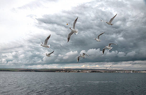 Seagulls, flying to snatch bread, seaside, scenery, many animals