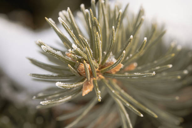 Frost covered spruce needles macro with soft winter light and shallow depth of field, natural seasonal background for holiday and nature design