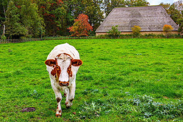 Farmyard with cow walking with mottled or spotted coat, brown spots on ears, face and part of back, green and grassy terrain on livestock plot, cloudy autumn day in Belgium