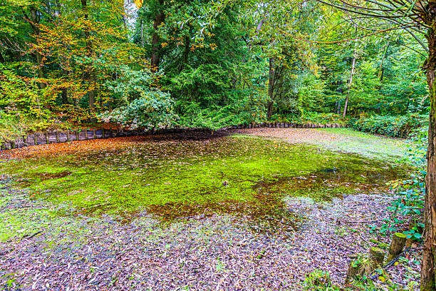 Shallow pond with abundant wild vegetation and moss on surface, retaining wall with wooden logs, surrounded by lush autumn trees, wooded landscape in ecological forest, cloudy day in Belgium