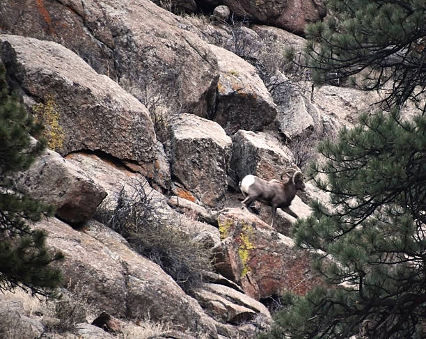 Bighorn Sheep move through the rocks of Rocky Mountain National Park.