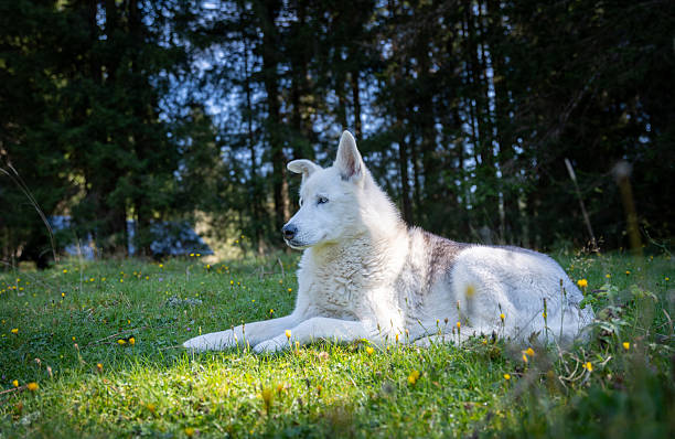 A mountain shepherd dog lies on the edge of the forest in the Pookljuka National Park in Slovenia, observing nature.