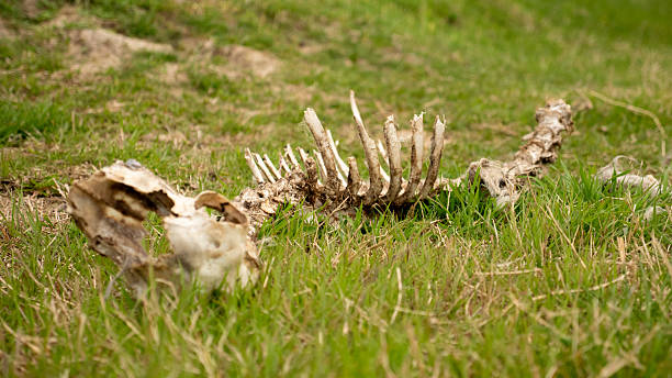 Bones lie on the grassy ground, showcasing remnants of an animal. The scene highlights the natural environment, rich in green hues and textures.