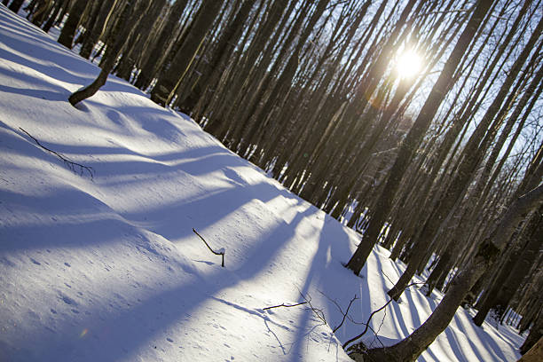 Shawods of beech trees cast across a snowy forest during the winter at sunset, in the Gorski Kotar mountain region