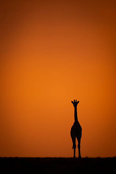Masai giraffe faces toward camera at sunset