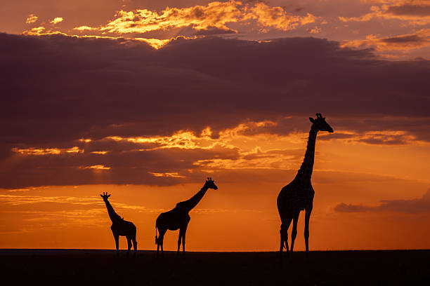 istock Masai giraffes stand at sundown on horizon 2259267235