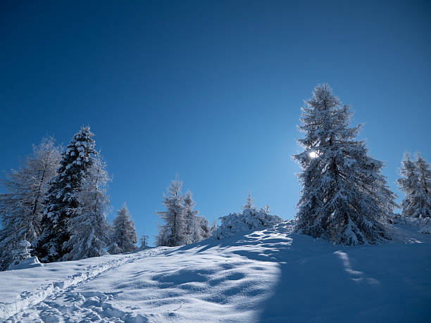 Snowy Forest Landscape in the mountains
