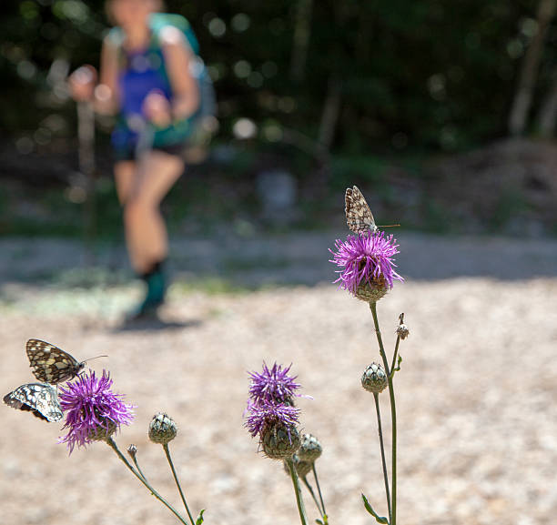 A close up of summer flowers and butterflies seeking nectar in the summe r afternoon, during a hike in the Velebit mountain trails approaching the southern reagions, a female hiker is seen blurred out in the background.
