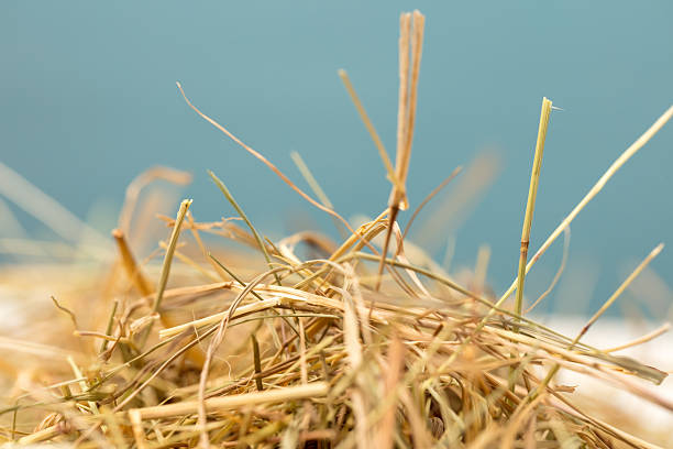 Close-up of dried hay on a blue background. Shallow depth of field.