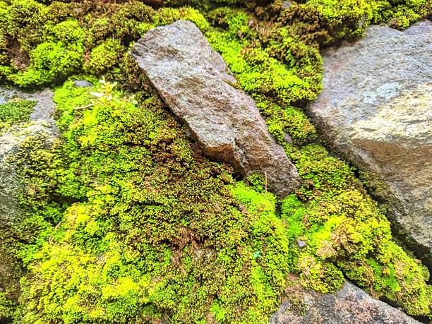 Bright green moss growing between natural stones, creating a fresh organic texture. Ideal for nature backgrounds and eco-themed visuals.