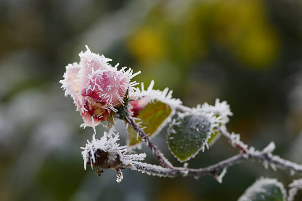 istock Frozen New Dawn Rose with Ice Crystals 2259268209