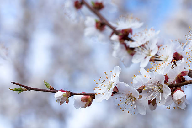 Apricot tree branch close-up with white blossoms in a tranquil garden setting. The scene captures the essence of spring and nature's beauty.