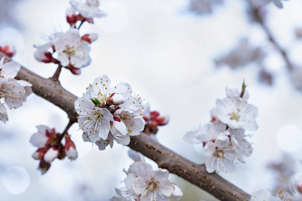Delicate apricot blossoms with white petals and yellow stamens showcase the beauty of springtime in a tranquil garden setting.