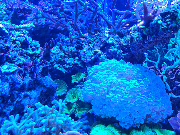 A rich variety of colorful coral covering the ocean floor underwater. Vibrant marine life scene with corals of different shapes and textures, ideal for nature, underwater photography, reef ecosystem, and aquatic backgrounds