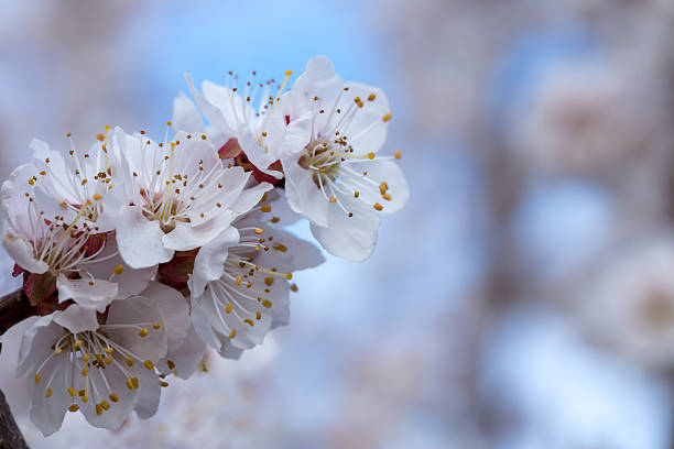 Apricot tree branch close-up with white blossoms in a tranquil garden setting. Space for copy. The scene captures the essence of spring and nature's beauty.