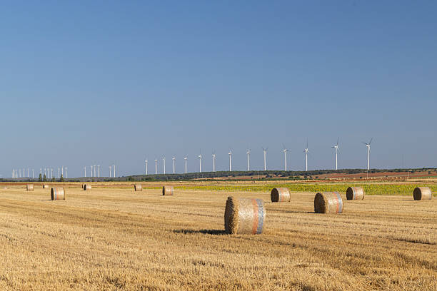 Hay bales lying in a harvested golden field with wind turbines spinning in the background