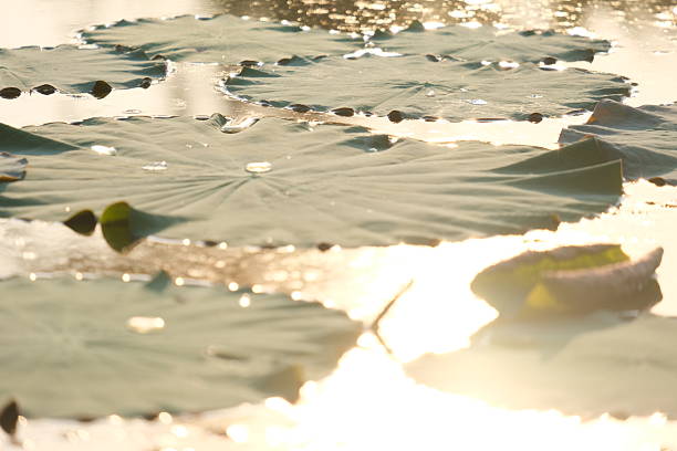 Sunlight shines down on the water's surface and the lotus leaves on the water's surface.
