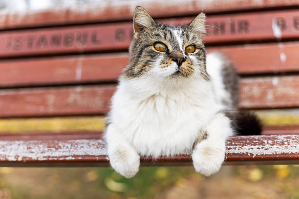 A fluffy cat resting calmly on a wooden park bench in an outdoor urban setting. The image captures a peaceful and confident moment, highlighting relaxed animal behavior and everyday life in public spaces. Natural light and soft background details emphasize the cat’s fur texture and attentive expression.