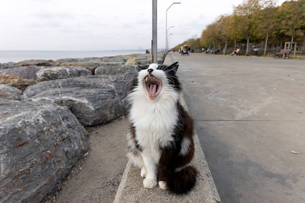A black and white cat yawning while sitting on a concrete edge along a seaside promenade. The image captures a spontaneous and expressive moment, highlighting relaxed behavior and everyday life in an outdoor coastal urban setting. Natural light and wide framing emphasize the surroundings and the cat’s open-mouth expression.