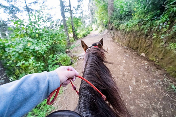 horseback ride through the forest