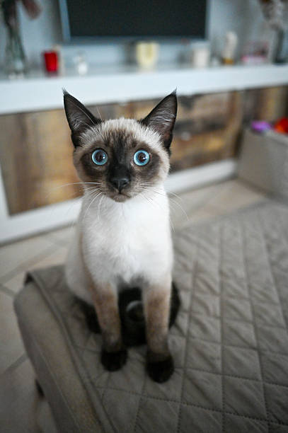 Young Siamese cat sitting indoors, looking directly at the camera with wide blue eyes
