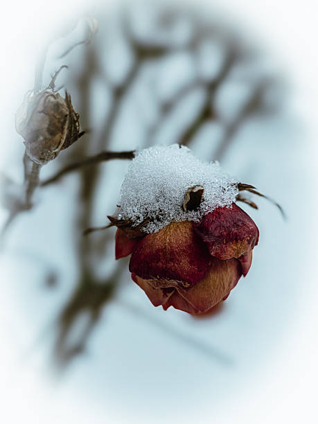 frosty rose a cold morning